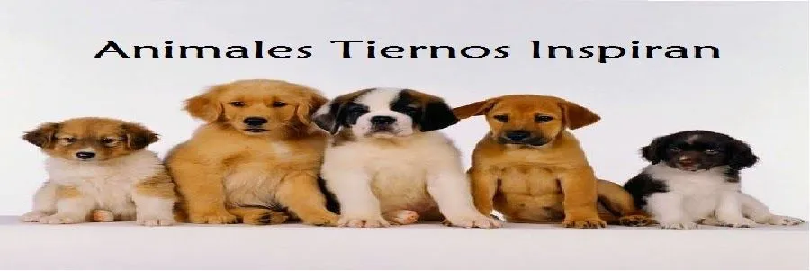 Animales Tiernos Inspiran: ver Imagenes con frases tristes de animales