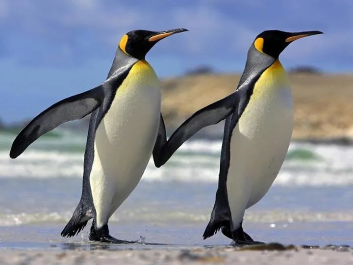 Animales Tiernos Inspiran: Pareja de Pinguinos Animales Tiernos Inspiran: Pareja de Pinguinos