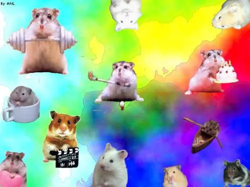 animales tiernos - multi hamsters