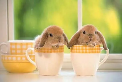 MUNDO MASCOTAS: LOS ANIMALES MAS TIERNOS QUE EXISTEN MUNDO MASCOTAS: LOS ANIMALES MAS TIERNOS QUE EXISTEN