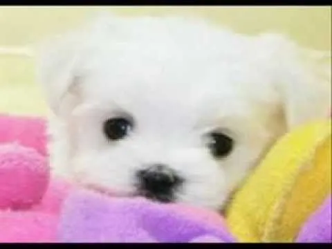 Imagenes de animales mas tiernos - Imagui