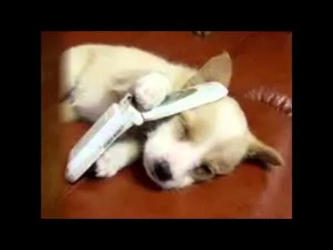 animales tiernos y paisajes naturales - YouTube
