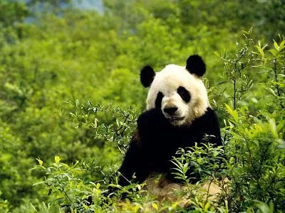 ANIMALES TIERNOS: PANDA