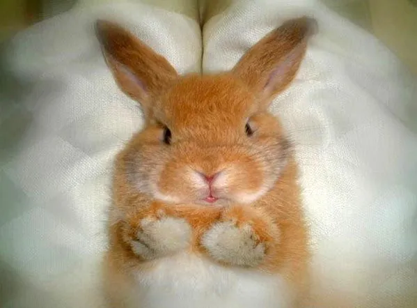 Muchos Animales muy pero muy tiernos - Taringa!