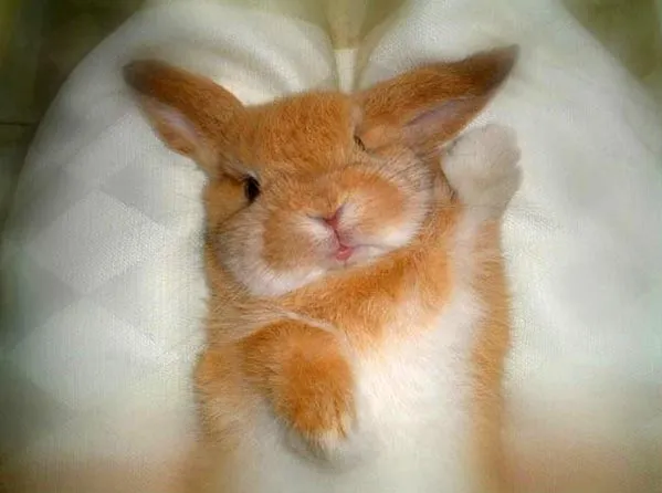 animales tiernos - Taringa!