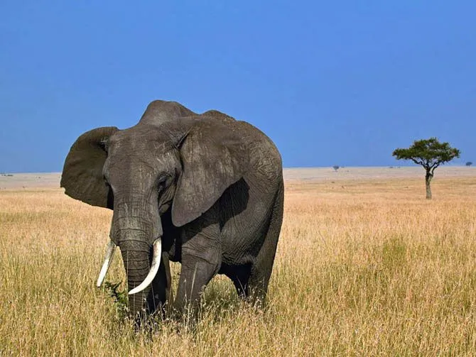 Los animales de tierra más grandes del mundo | Rincón Abstracto Los animales de tierra más grandes del mundo | Rincón Abstracto