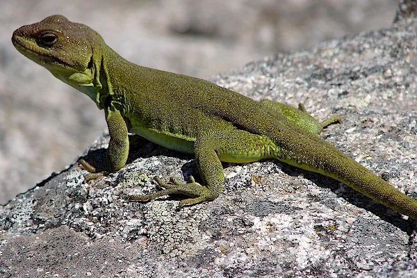 Animales Tótem: Lagarto | Blog de crecimiento personal Animales Tótem: Lagarto | Blog de crecimiento personal