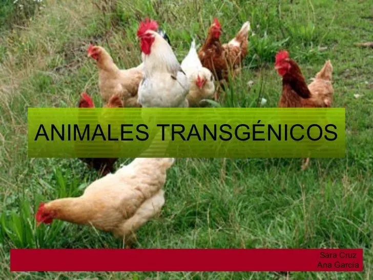 Animales transgénicos