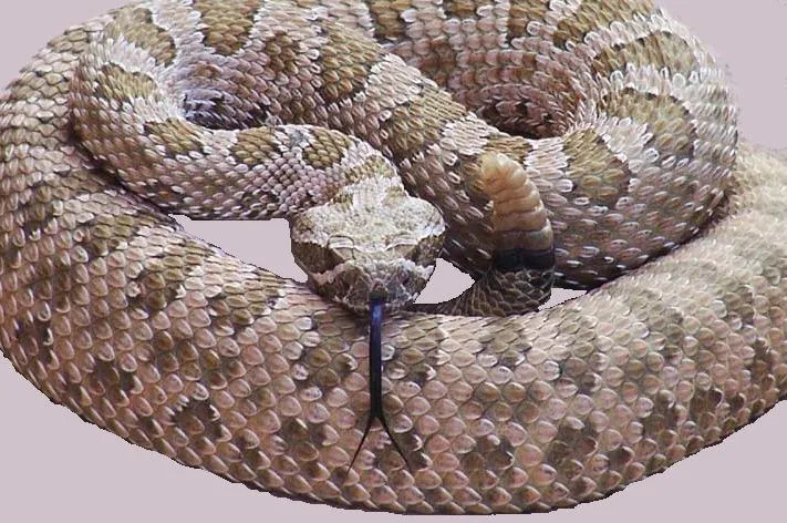 Serpiente Cascabel Serpiente Cascabel