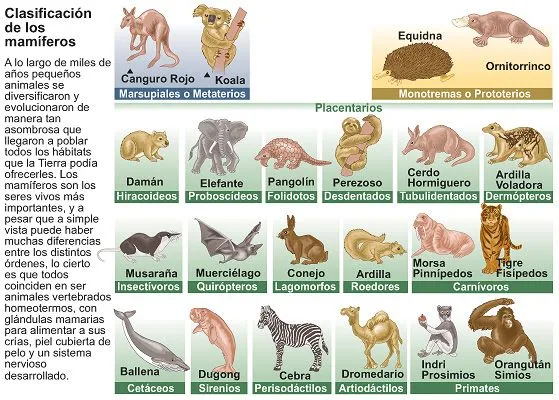 Animales Vertebrados