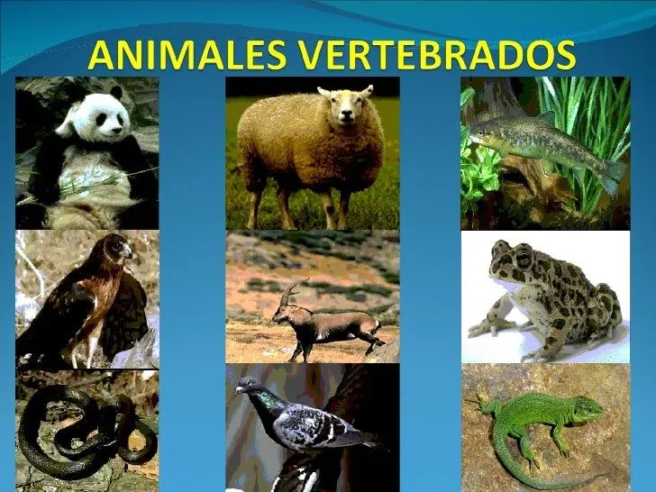 Animales vertebrados