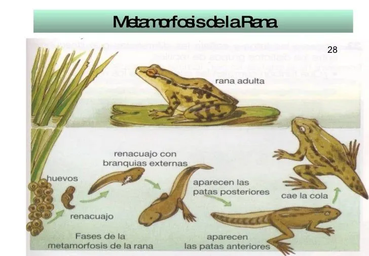 Animales Vertebrados E Invertebrados