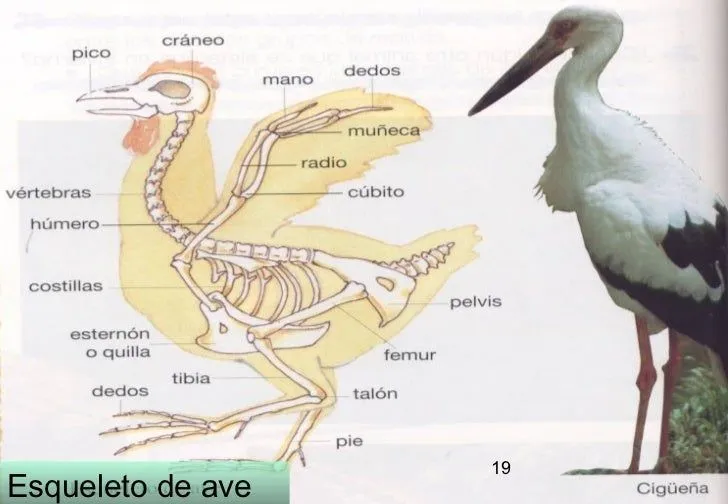 Animales Vertebrados E Invertebrados