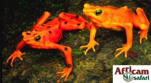 ANIMALES VERTEBRADOS E INVERTEBRADOS: ANFIBIOS ANIMALES VERTEBRADOS E INVERTEBRADOS: ANFIBIOS