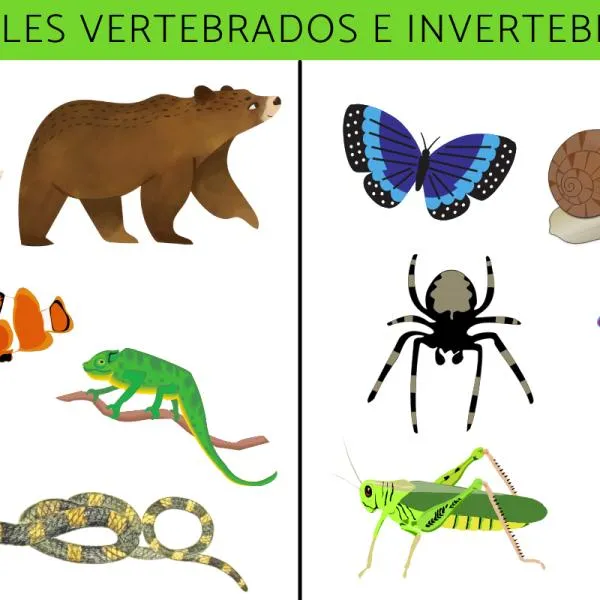 Animales vertebrados e invertebrados: características, ejemplos y diferencias - Resumen Animales vertebrados e invertebrados: características, ejemplos y diferencias - Resumen