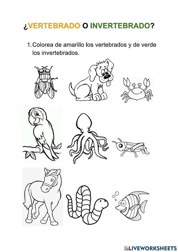 Animales vertebrados e invertebrados Ciencias de la Naturaleza activity | Science, Science class, School subjects Animales vertebrados e invertebrados Ciencias de la Naturaleza activity | Science, Science class, School subjects