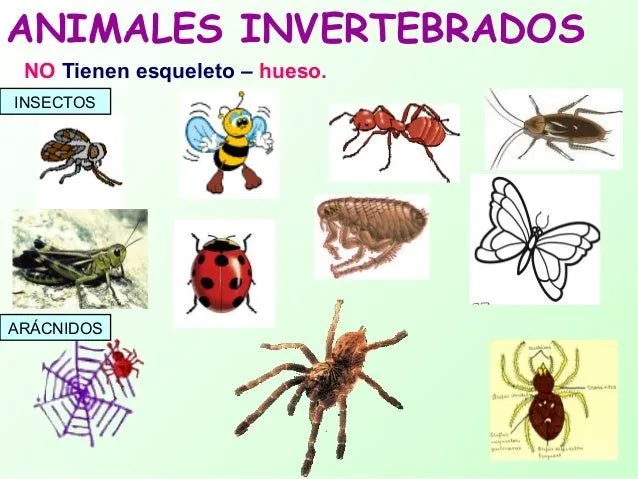 Animales vertebrados e invertebrados cristyna Animales vertebrados e invertebrados cristyna