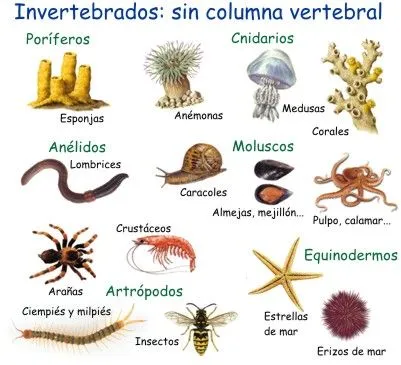 Animales vertebrados e invertebrados | Vamos a hablar sobre la ... Animales vertebrados e invertebrados | Vamos a hablar sobre la ...