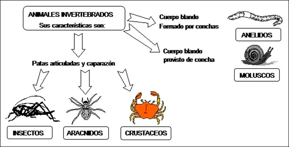 Animales vertebrados e invertebrados para niños colorear - Imagui