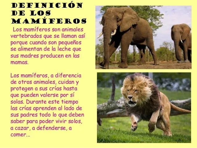 animales-vertebrados-tercer- ...