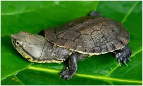 Animales en vía de extinción Colombia