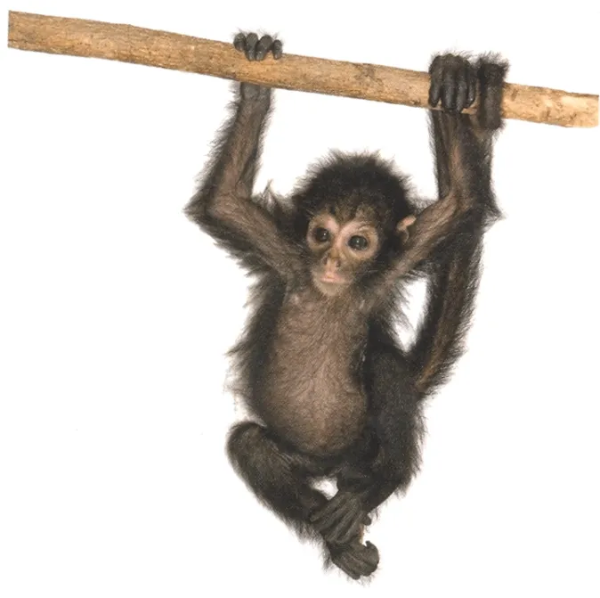 Animales en vía de extinción Colombia – Discapacidad Red Social Animales en vía de extinción Colombia – Discapacidad Red Social