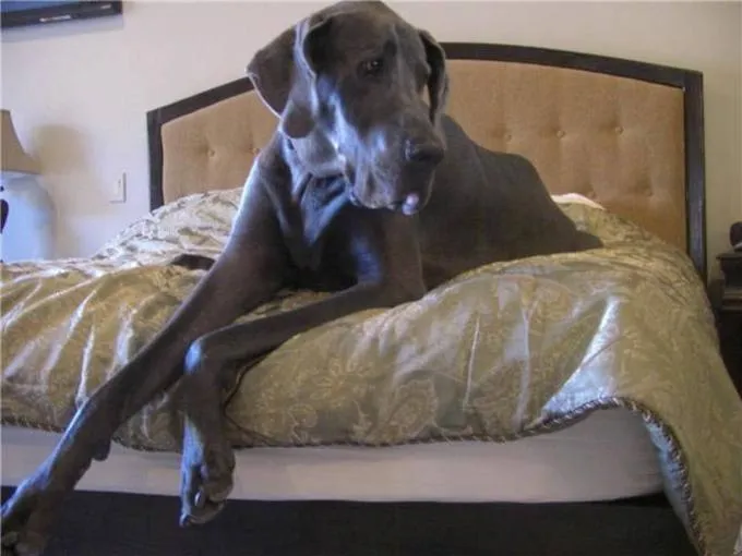 LOS ANIMALES DE NUESTRA VIDA: George, el perro más grande del mundo LOS ANIMALES DE NUESTRA VIDA: George, el perro más grande del mundo