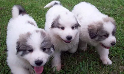 LOS ANIMALES DE NUESTRA VIDA: RAZA DE PERRO : MONTAÑA DEL PIRINEO LOS ANIMALES DE NUESTRA VIDA: RAZA DE PERRO : MONTAÑA DEL PIRINEO