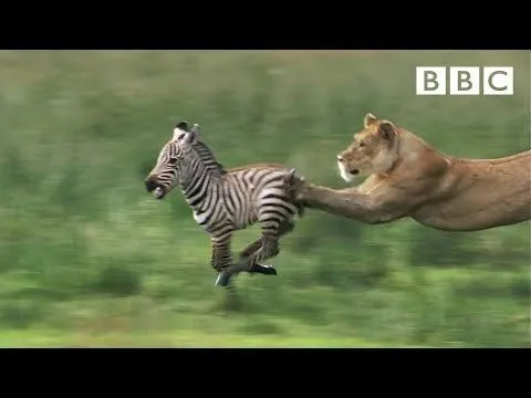 Animales en video: Leona caza a una cebra (HD) | Animales en Video Animales en video: Leona caza a una cebra (HD) | Animales en Video