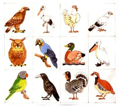 Animales Oviparos Animados