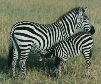 FUNFAIR: Animales Viviparos
