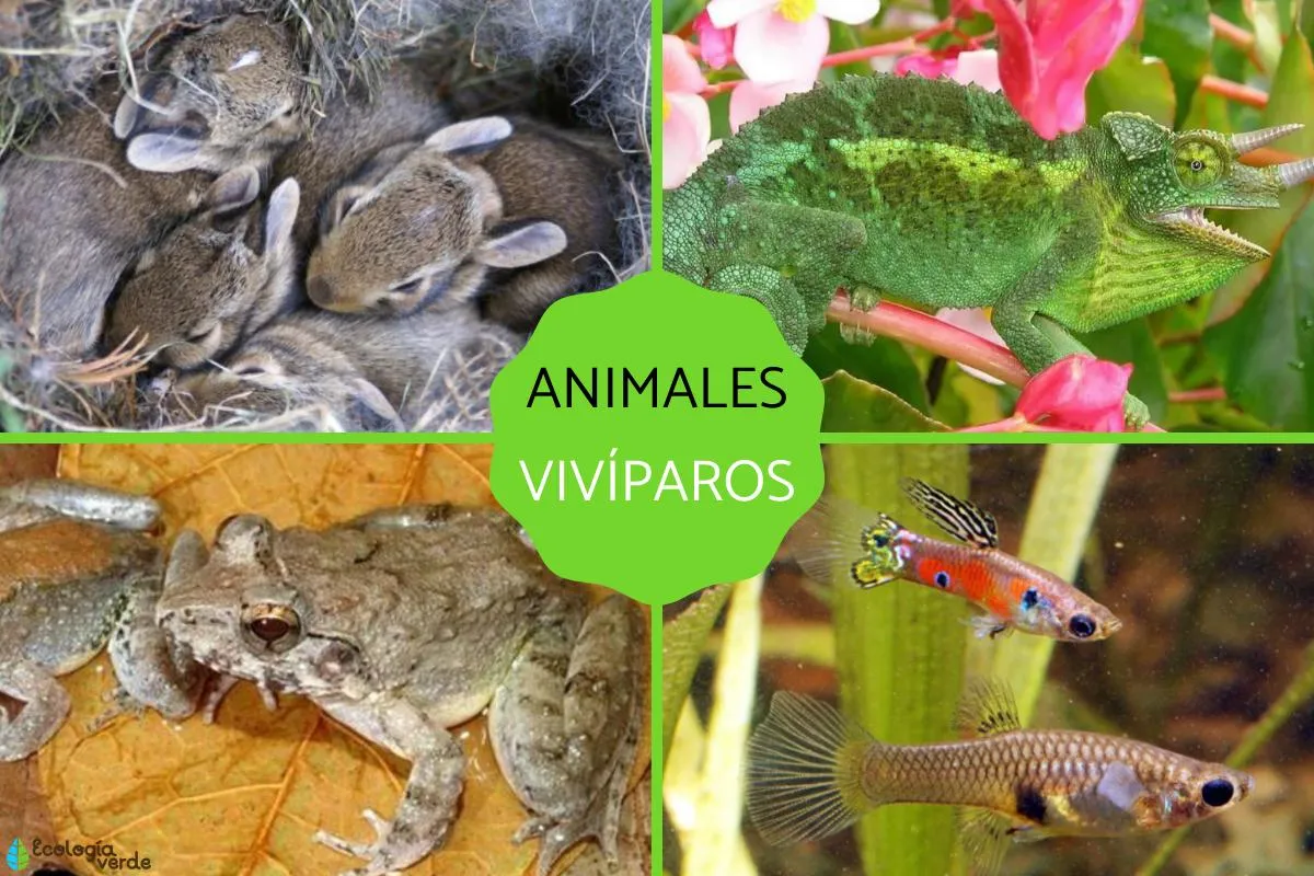 Animales vivíparos: qué son, características y ejemplos - Resumen Animales vivíparos: qué son, características y ejemplos - Resumen