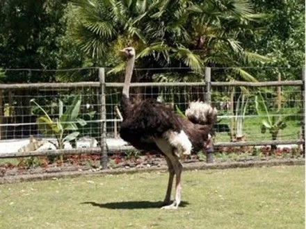 Por causas desconocidas han muerto 27 animales del zoológico de ...
