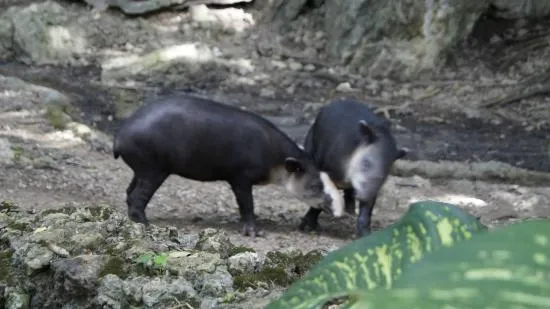 ALGUNOS ANIMALES DEL ZOOLOGICO Y SE VE QUE LOS CUIDAN MUY BIEN ...