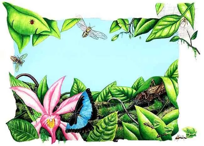 Animales de la selva | animalesdeselva