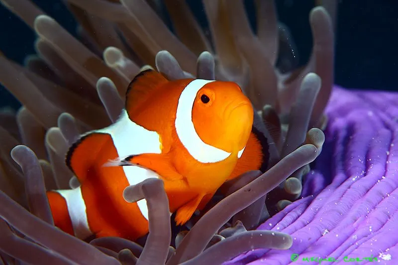 animalesdetodoelmundo | Animales de todo el mundo | Página 12