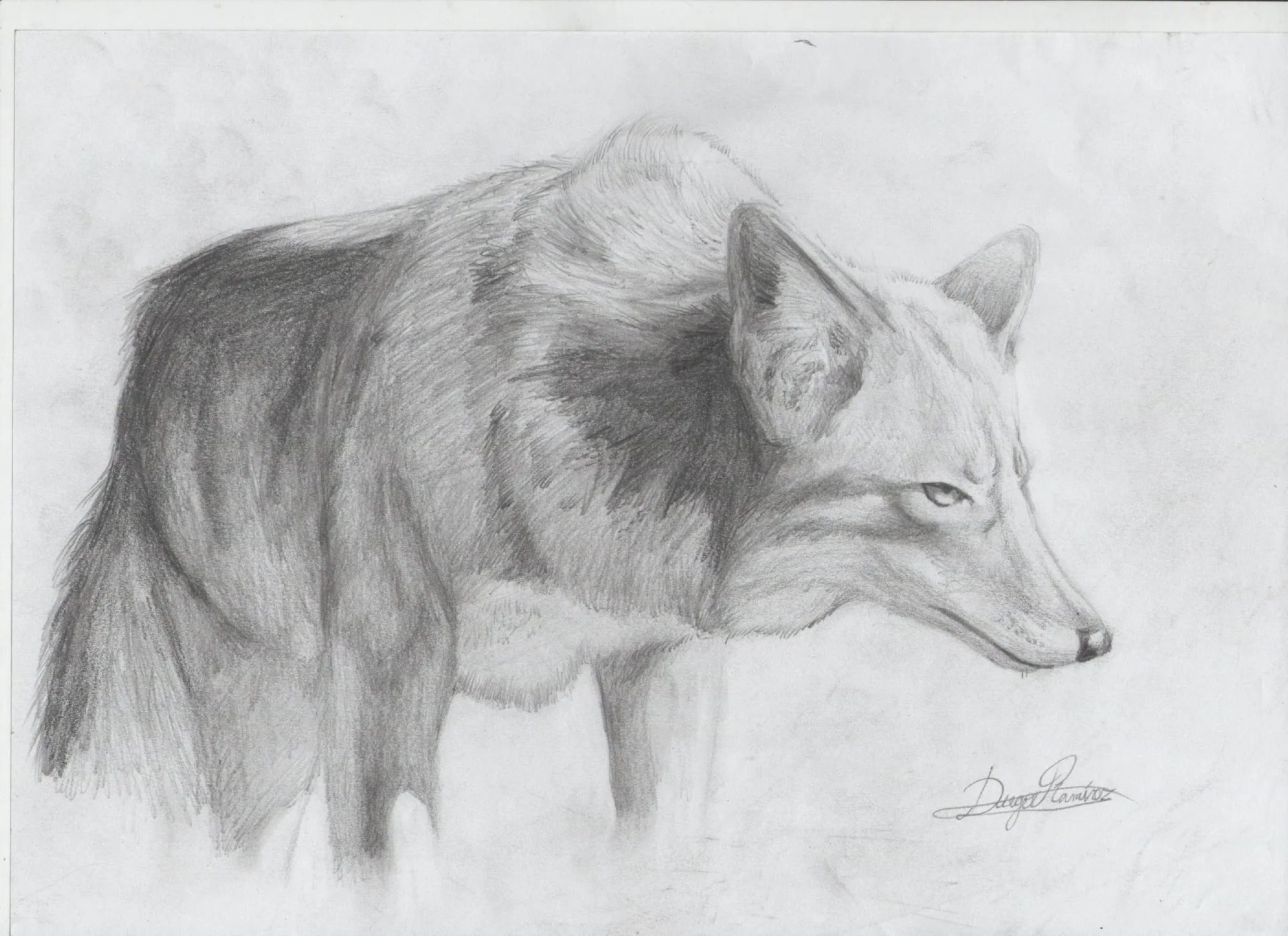 Algunos animales(dibujos a lapiz) - Taringa!