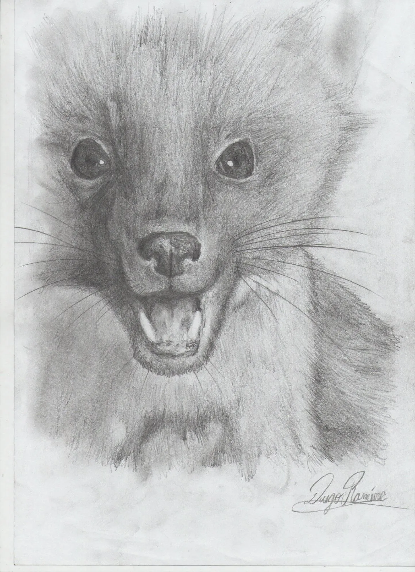 Algunos animales(dibujos a lapiz) - Taringa! Algunos animales(dibujos a lapiz) - Taringa!