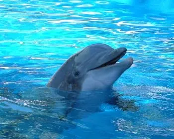 TODOS LOS ANIMALES;SON UN TESORO PARA "EL PLANETA"..: DELFINES,LA ... TODOS LOS ANIMALES;SON UN TESORO PARA "EL PLANETA"..: DELFINES,LA ...