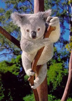 TODOS LOS ANIMALES;SON UN TESORO PARA "EL PLANETA"..: EL KOALA ES ... TODOS LOS ANIMALES;SON UN TESORO PARA "EL PLANETA"..: EL KOALA ES ...