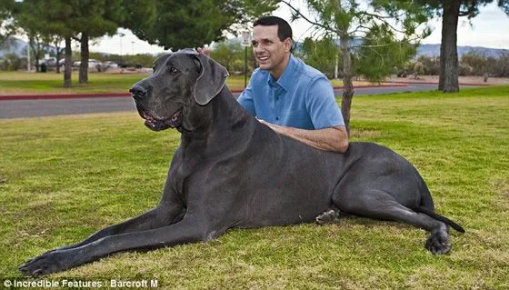 TODOS LOS ANIMALES;SON UN TESORO PARA "EL PLANETA"..: EL PERRO MAS ... TODOS LOS ANIMALES;SON UN TESORO PARA "EL PLANETA"..: EL PERRO MAS ...