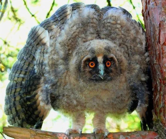 Animalia fotos | La cocina de Bender