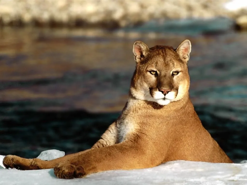 Animalia en peligro.: Felinos.