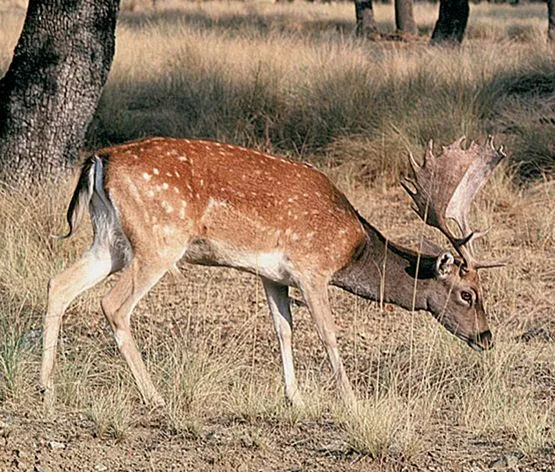 aNiMaLiiToS: CLASIFICACIÓN DE LOS ANIMALES POR SU TIPO DE ALIMENTACION aNiMaLiiToS: CLASIFICACIÓN DE LOS ANIMALES POR SU TIPO DE ALIMENTACION