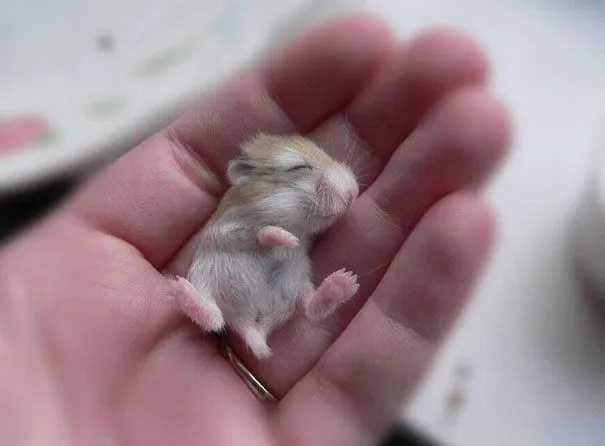Animalitos Bebes :: subdivx