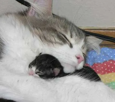 Animalitos | Danzamolecular's Weblog