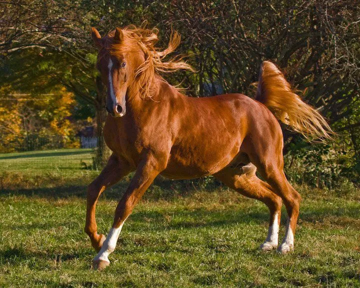 Animalitos lindos: Caballos