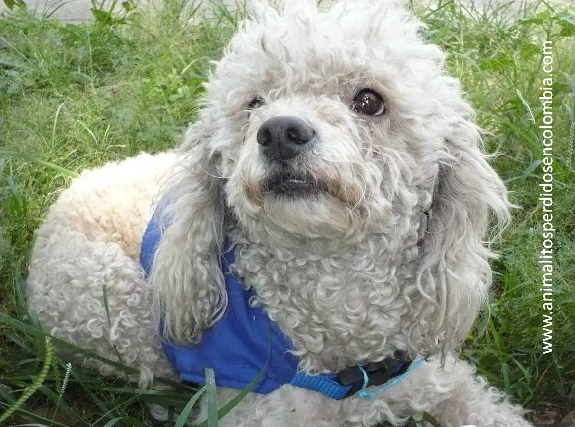Animalitos Perdidos en Colombia: ENCONTRADO CALI - PERRO FRENCH ...