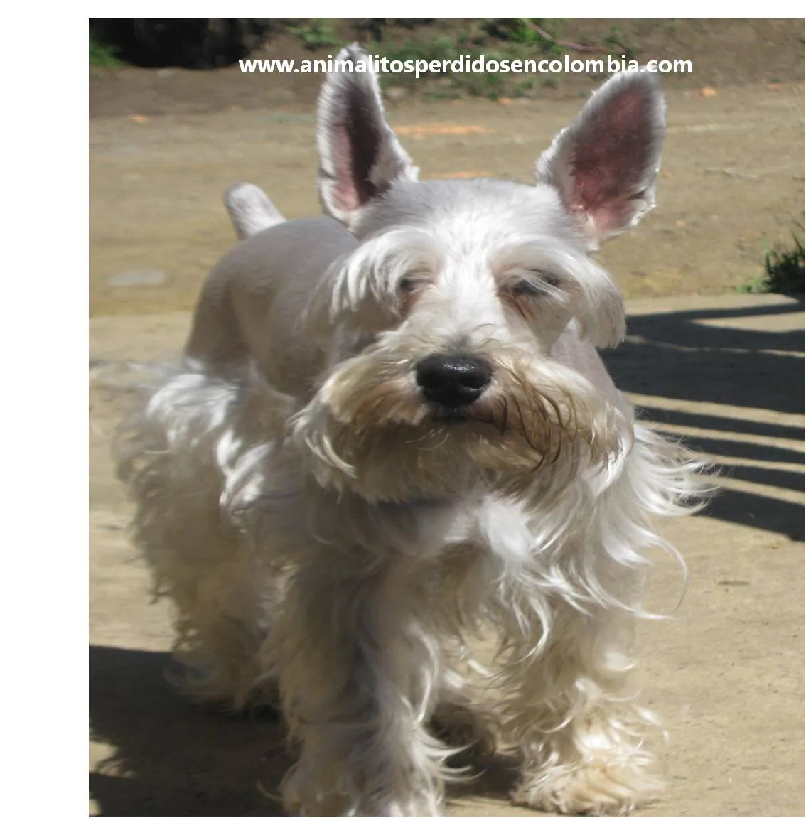 Animalitos Perdidos en Colombia: PERDIDO MEDELLIN-PERRO SCHNAUZER ...