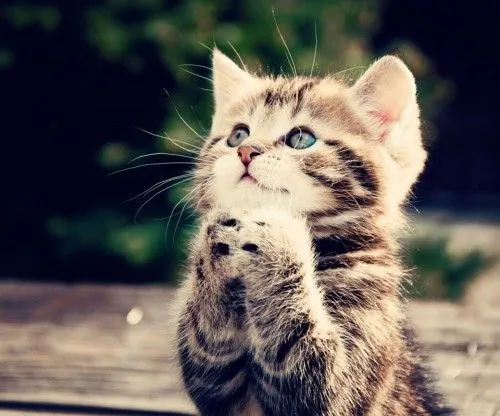 Los animales más tiernos de la web (